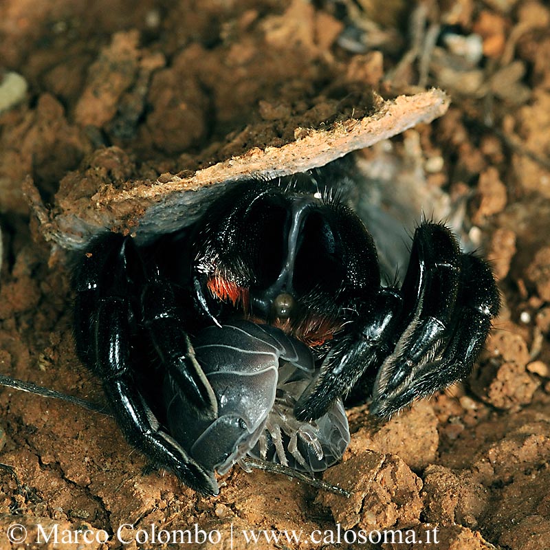 Amblyocarenum nuragicus, nuova specie di ragno botola